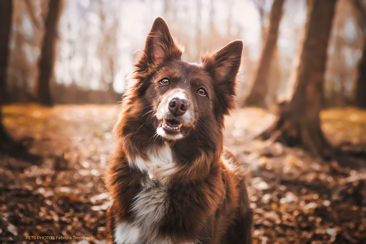 Ritratto fotografico di un cane nel bosco